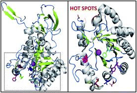 Graphical abstract: Rationally designed Escherichia coli cytosine deaminase mutants with improved specificity towards the prodrug 5-fluorocytosine for potential gene therapy applications