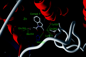 Graphical abstract: Rational design of small modified peptides as ACE inhibitors