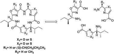 Graphical abstract: Synthesis of precursors and macrocycle analogs of aerucyclamides as anti-trypanosomal agents