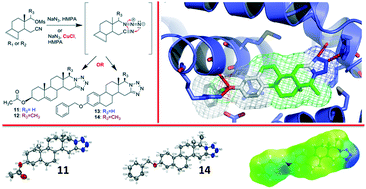 Graphical abstract: Selective antitumour activity and ERα molecular docking studies of newly synthesized d-homo fused steroidal tetrazoles