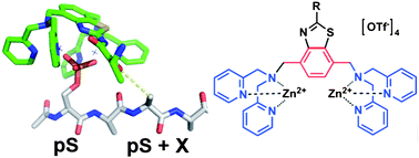 Graphical abstract: Exploring the structural determinants of selective phosphopeptide recognition using bivalent metal-coordination complexes