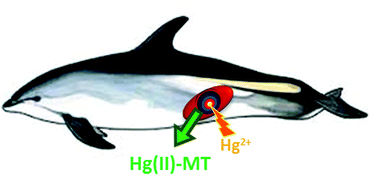 Graphical abstract: Identification of mercury and other metals complexes with metallothioneins in dolphin liver by hydrophilic interaction liquid chromatography with the parallel detection by ICP MS and electrospray hybrid linear/orbital trap MS/MS