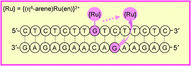 Graphical abstract: Mechanism of interstrand migration of organoruthenium anticancer complexes within a DNA duplex