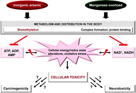 Graphical abstract: Effects of manganese and arsenic species on the level of energy related nucleotides in human cells