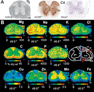 Graphical abstract: Mass spectrometry imaging (MSI) of metals in mouse spinal cord by laser ablation ICP-MS