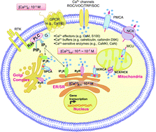 Graphical abstract: Calciomics: integrative studies of Ca2+-binding proteins and their interactomes in biological systems