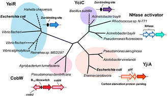 Graphical abstract: YeiR: a metal-binding GTPase from Escherichia coli involved in metal homeostasis