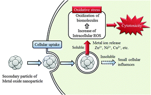 Graphical abstract: Association of the physical and chemical properties and the cytotoxicity of metal oxide nanoparticles: metal ion release, adsorption ability and specific surface area