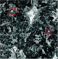 Graphical abstract: Using metalloproteomics to investigate the cellular physiology of copper in hepatocytes