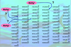 Graphical abstract: Metallomics investigations on potential binding partners of methylmercury in tuna fish muscle tissue using complementary mass spectrometric techniques