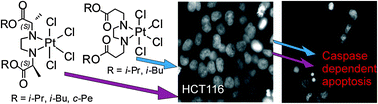 Graphical abstract: Platinum(ii/iv) complexes containing ethylenediamine-N,N′-di-2/3-propionate ester ligands induced caspase-dependent apoptosis in cisplatin-resistant colon cancer cells