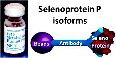 Graphical abstract: Multiple forms of selenoprotein P in a candidate human plasma standard reference material