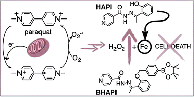 Graphical abstract: Prochelator BHAPI protects cells against paraquat-induced damage by ROS-triggered iron chelation