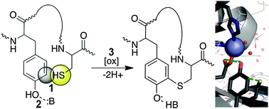 Graphical abstract: Identifying proteins that can form tyrosine-cysteine crosslinks