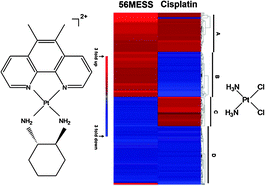 Graphical abstract: Comparative analyses of cytotoxicity and molecular mechanisms between platinum metallointercalators and cisplatin