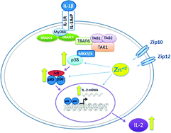 Graphical abstract: Repletion of zinc in zinc-deficient cells strongly up-regulates IL-1β-induced IL-2 production in T-cells