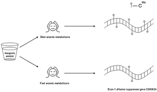 Graphical abstract: Environmental arsenic exposure and DNA methylation of the tumor suppressor gene p16 and the DNA repair gene MLH1: effect of arsenic metabolism and genotype