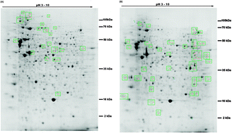 Graphical abstract: Mechanism of cadmium-induced cytotoxicity on the ZFL zebrafish liver cell line