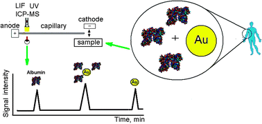 Graphical abstract: Interactions of tumour-targeting nanoparticles with proteins: potential of using capillary electrophoresis as a direct probe