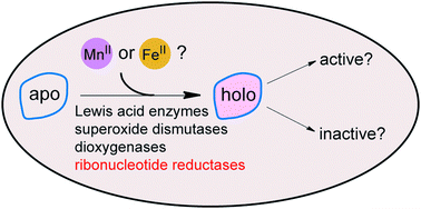 Graphical abstract: Metallation and mismetallation of iron and manganese proteins in vitro and in vivo: the class I ribonucleotide reductases as a case study