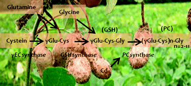 Graphical abstract: Contribution of phytochelatins to cadmium tolerance in peanut plants