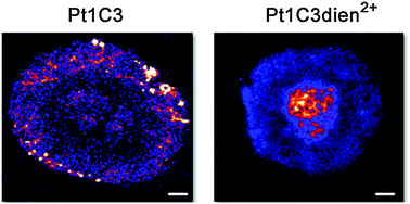 Graphical abstract: Getting to the core of platinum drug bio-distributions: the penetration of anti-cancer platinum complexes into spheroid tumour models