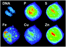 Graphical abstract: Subcellular redistribution and mitotic inheritance of transition metals in proliferating mouse fibroblast cells