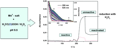 Graphical abstract: Mechanistic studies on the oxidative degradation of Orange II by peracetic acid catalyzed by simple manganese(ii) salts. Tuning the lifetime of the catalyst