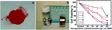 Graphical abstract: Enhancement of cumulative photoirradiated and ac magnetic-field induced cancer (HeLa) cell killing efficacy of mixed α and γ-Fe2O3 magnetic nanoparticles