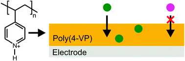 Graphical abstract: Investigation of the anion uptake properties of cathodically electropolymerized poly(4-vinylpyridine) membranes