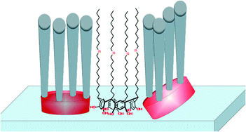 Graphical abstract: Properties of long alkyl-chained resorcin[4]arenes in bilayers and on the Langmuir trough