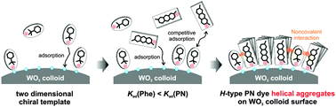 Graphical abstract: Chirality induction and amplification in methylene blue H-aggregates viad- and l-phenylalanine pre-adsorbed on the tungsten oxide nanocolloid surface