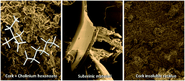 Graphical abstract: Suberin isolation from cork using ionic liquids: characterisation of ensuing products