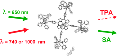 Graphical abstract: Enhanced two-photon absorption cross-sections of zinc(II) tetraphenylporphyrins peripherally substituted with d6-metal alkynyl complexes
