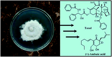 Graphical abstract: The taxonomy, biology and chemistry of the fungal Pestalotiopsis genus