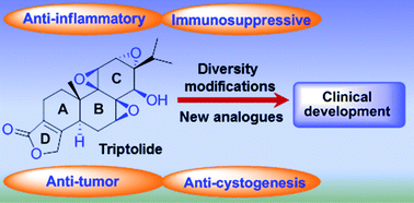 Graphical abstract: Triptolide: structural modifications, structure–activity relationships, bioactivities, clinical development and mechanisms