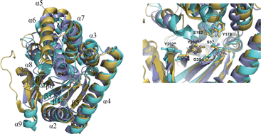 Graphical abstract: The nonribosomal synthesis of diketopiperazines in tRNA-dependent cyclodipeptide synthase pathways