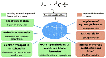 Graphical abstract: The isoprenoid-precursor dependence of Plasmodium spp.