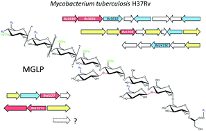 Graphical abstract: Biosynthesis of mycobacterial methylglucose lipopolysaccharides