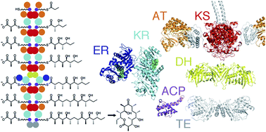 Graphical abstract: The structures of type I polyketide synthases