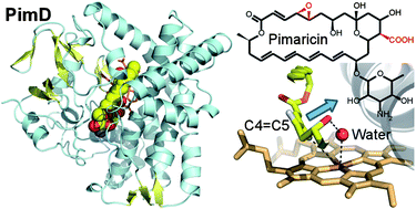 Graphical abstract: Diversity of P450 enzymes in the biosynthesis of natural products