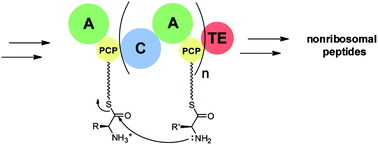 Graphical abstract: Structure and noncanonical chemistry of nonribosomal peptide biosynthetic machinery