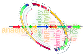 Graphical abstract: A genomic approach to the cryptic secondary metabolome of the anaerobic world