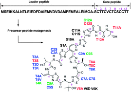 Graphical abstract: Biosynthesis of thiopeptide antibiotics and their pathway engineering