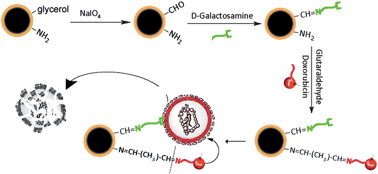 Graphical abstract: Bifunctional bacterial magnetic nanoparticles for tumor targeting