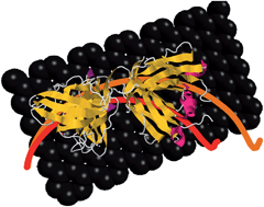 Graphical abstract: Impedimetric immunoglobulin G immunosensor based on chemically modified graphenes