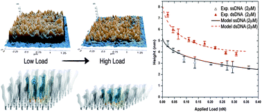 Graphical abstract: Hybridization in nanostructured DNA monolayers probed by AFM: theory versus experiment