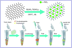Graphical abstract: Facile synthesis of TiO2/graphene composites for selective enrichment of phosphopeptides