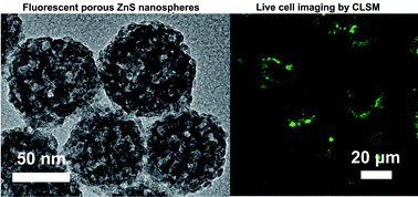 Graphical abstract: Facile synthesis of fluorescent porous zinc sulfide nanospheres and their application for potential drug delivery and live cell imaging