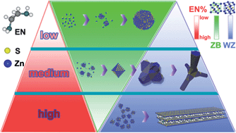 Graphical abstract: From ZnS nanoparticles, nanobelts, to nanotetrapods: the ethylenediamine modulated anisotropic growth of ZnS nanostructures